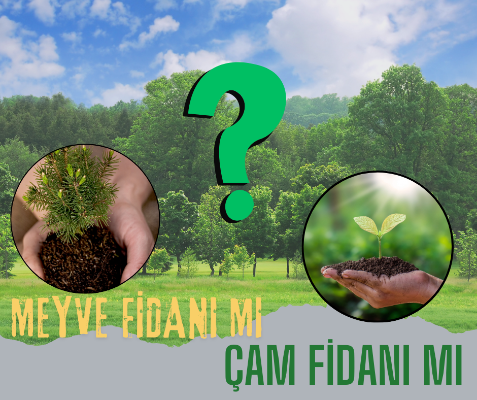 Neden Meyve Fidanı Değil de Çam Fidanı Dikiliyor?