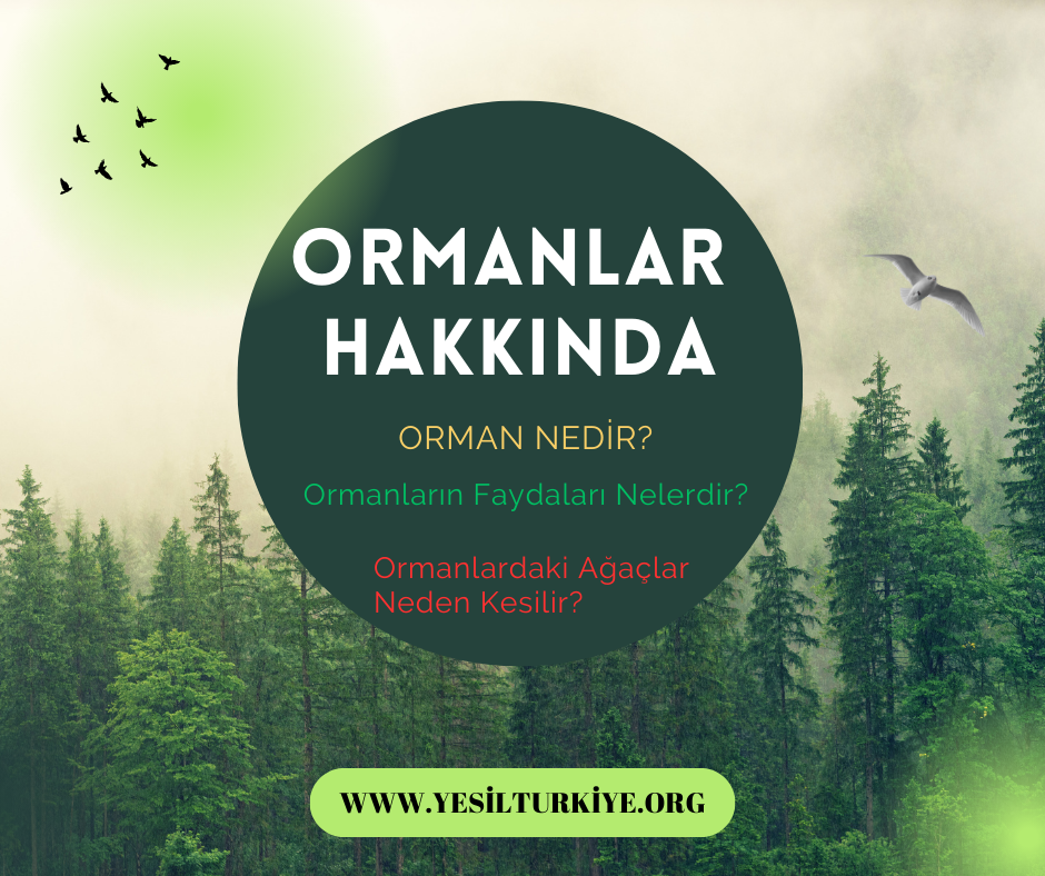 ORMANLAR HAKKINDA