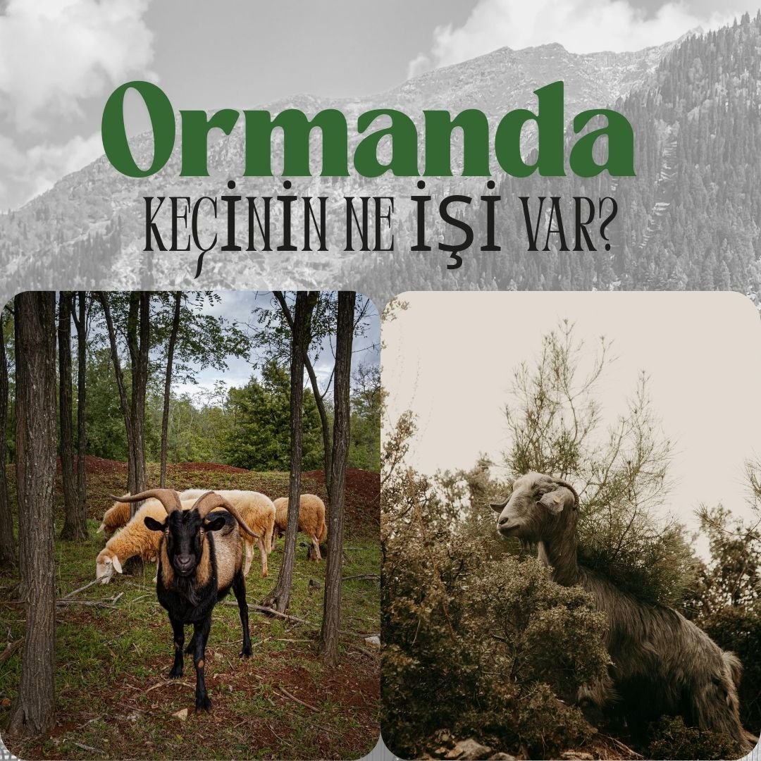 Ormanda Keçinin Ne İşi Var?