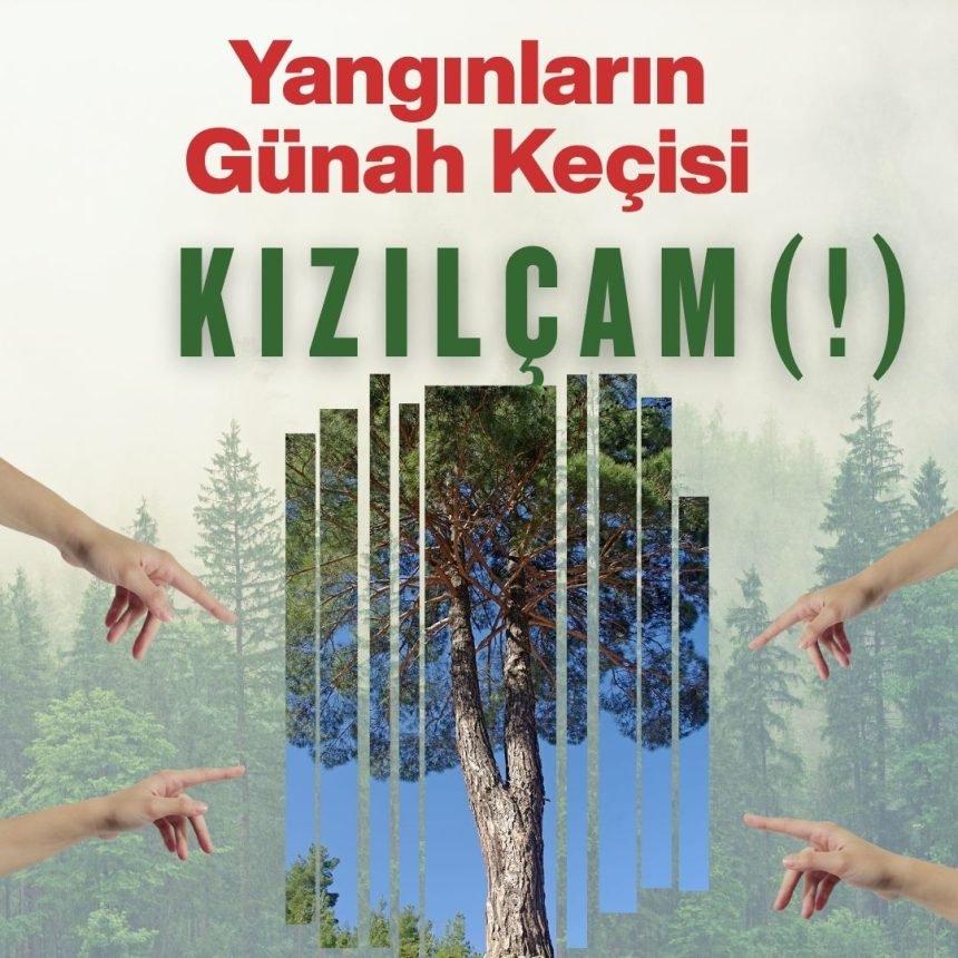 Yangınların Günah Keçisi Kızılçam(!)