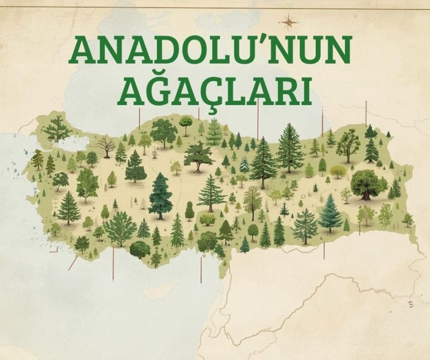 Anadolu’da Hangi Ağaçlar Var?